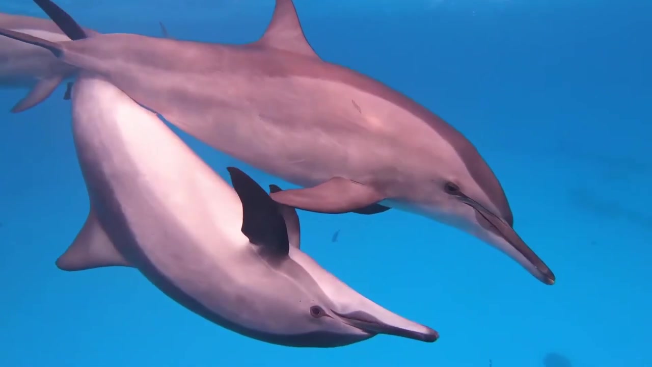 Subacquei in acqua blu circondati da un branco di delfini stenelle con una coppia di delfini in accoppiamento davanti ai subacquei