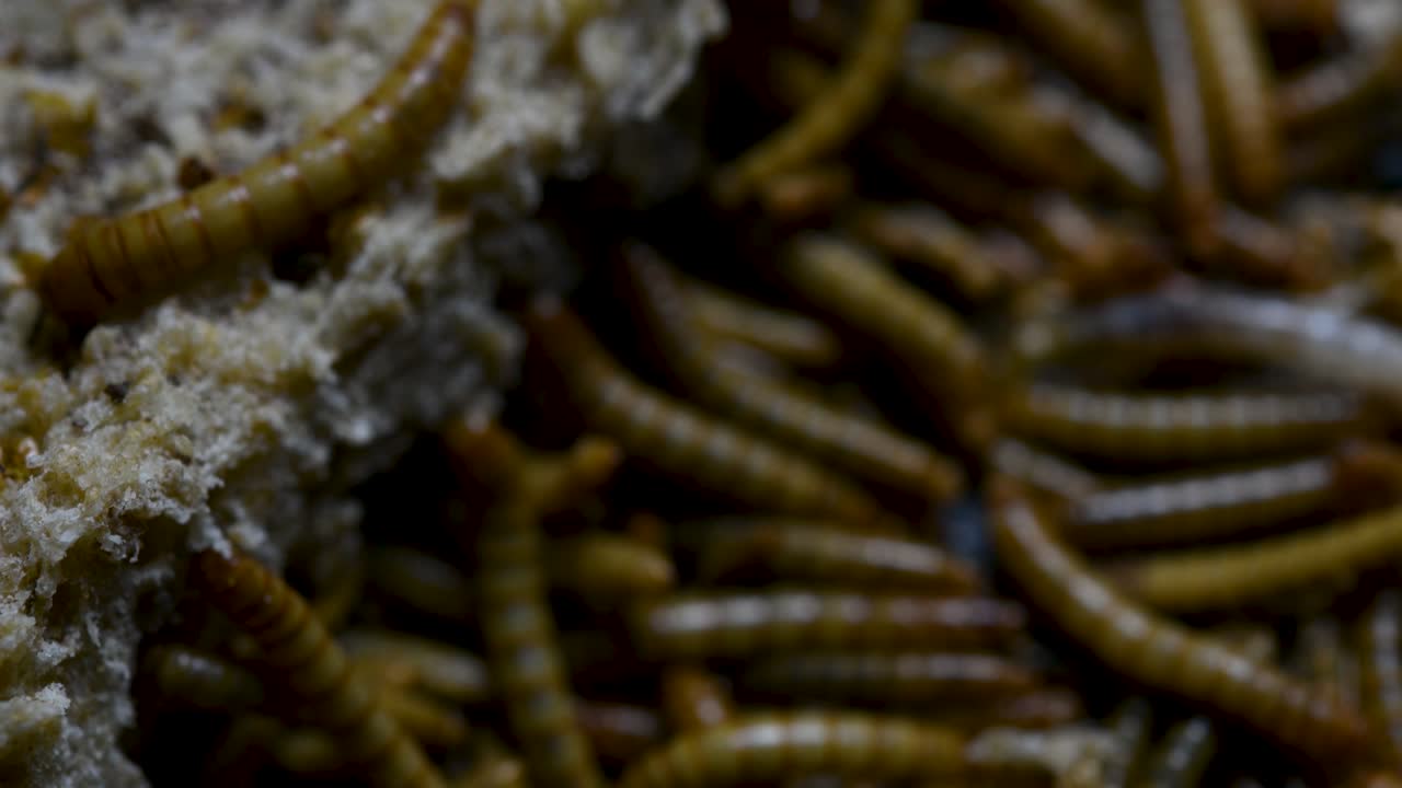 el gusano de la harina es una especie de escarabajo oscuro que se usa para alimentar mascotas como peces, serpientes, pájaros y ranas