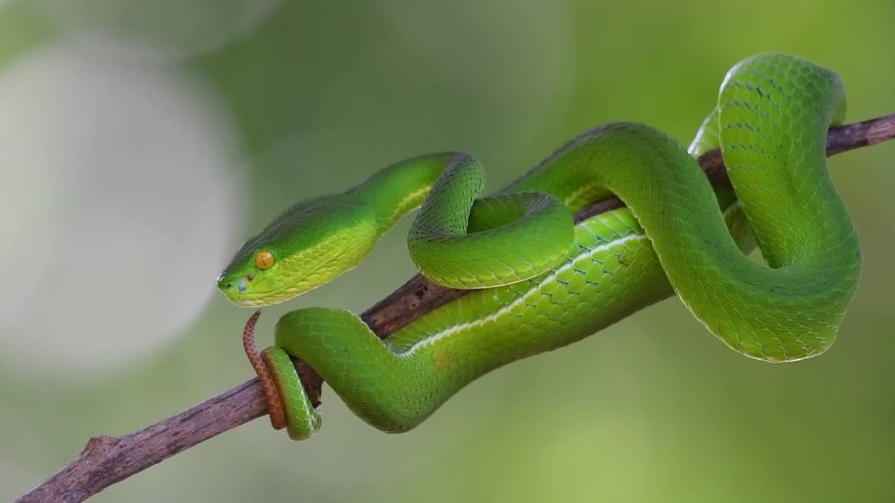 la tête déplacée vers l'avant au-dessus de sa queue alors qu'elle est prête à frapper, vipère à lèvres blanches trimeresurus albolabris, thaïlande