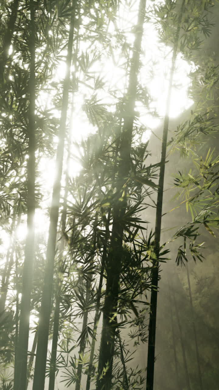 대나무 숲 을 가로질러 흐르는 빛