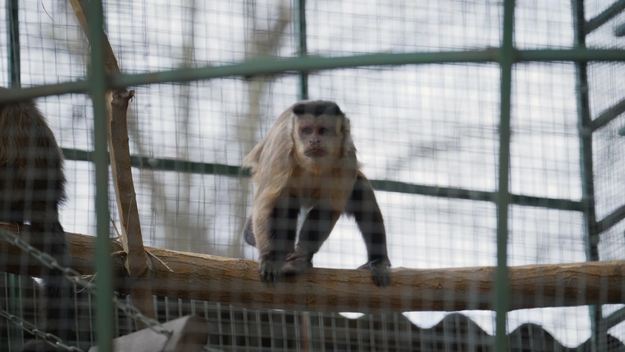 動物園の檻の中で、木の枝の上を慎重に歩く猿