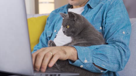 the cat is looking at the laptop.