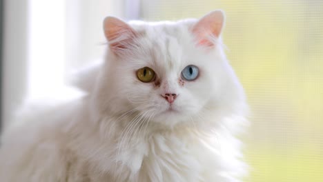 domestic cat with complete heterochromia. white cat with different colored eyes is sitting by the window.