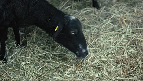 Close-up-of-a-black-sheep-grazing-on-hay-in-its-enclosure