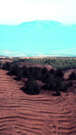 desert landscape with grass and sand dunes