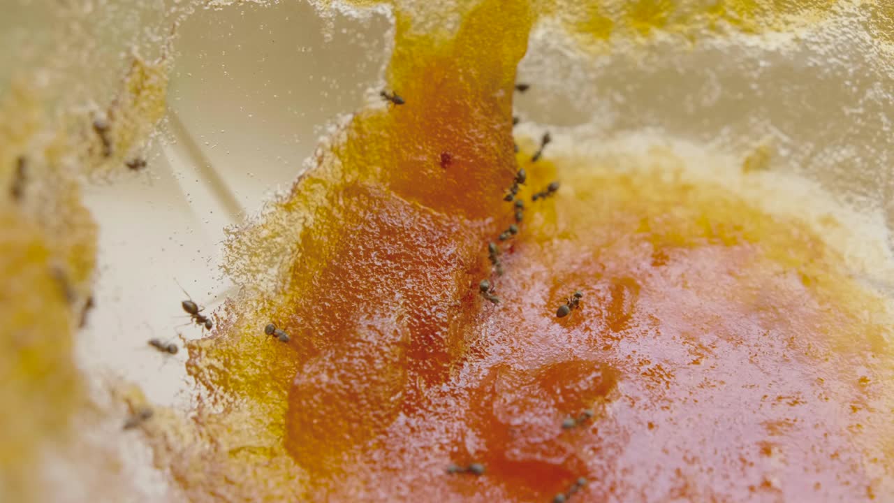 Ants eat the sweet jam from jar in the kitchen in summer day