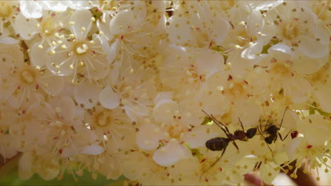 Zwei-Formica-Ameisen-Auf-Einer-Glanzmispelblüte