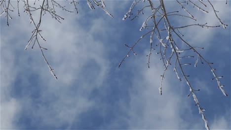 timelapse of ice encrusted branches beneath clouds and blue sky