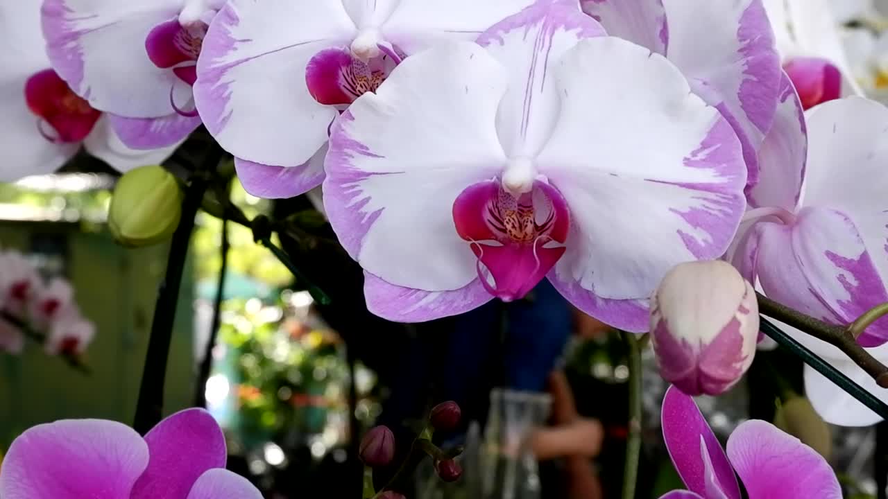 Detailed view of purple and white orchids with buds in a lush setting.
