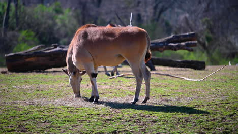 Saiga-Antilopen-Langhorn-Wildtiere-Stehen-Im-Sommer-Draußen-Und-Fressen-Gras