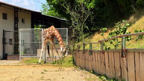 giraffe foraging in a zoo enclosure. a tall giraffe grazes on branches in its zoo habitat under a sunny blue sky surrounded by greenery