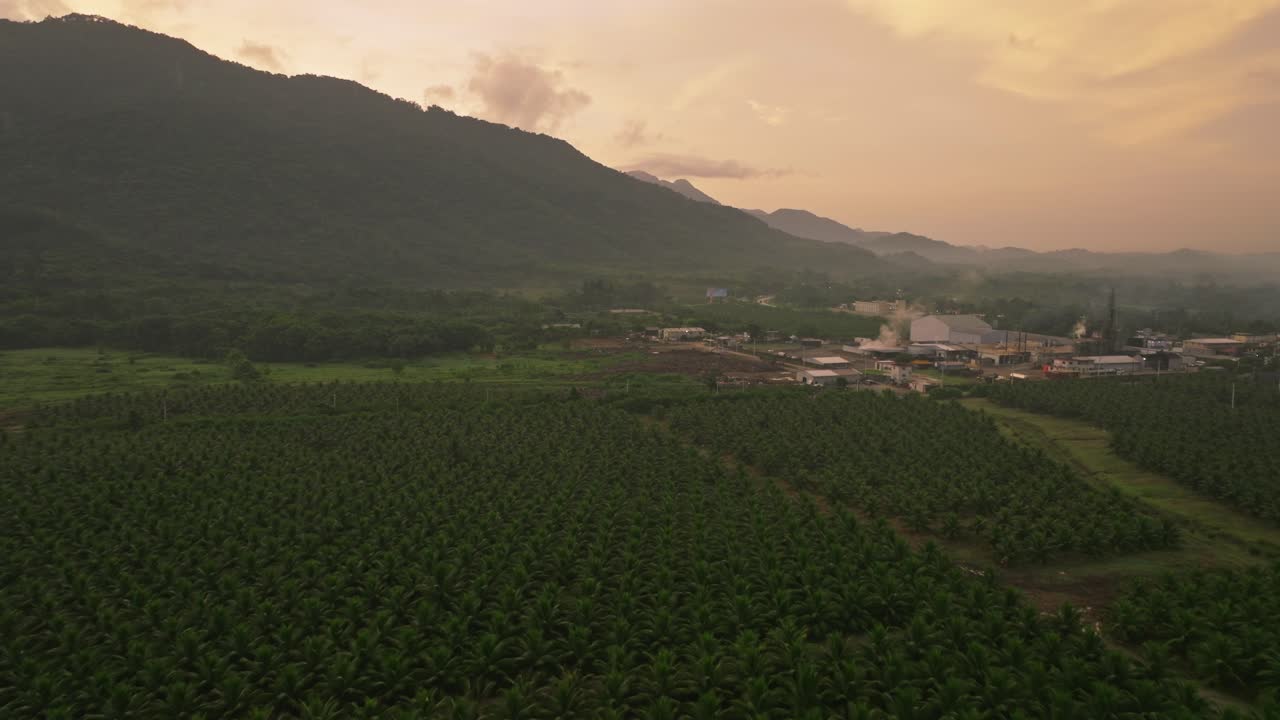 sobrevuelo aéreo plantación de coco verde frente a fábrica industrial en villa altagracia
