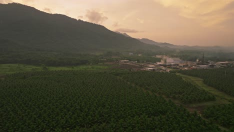 Sobrevuelo-Aéreo-Plantación-De-Coco-Verde-Frente-A-Fábrica-Industrial-En-Villa-Altagracia