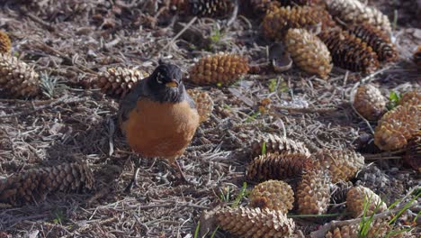 red breasted robin bird looks for food on pine cone forest ground