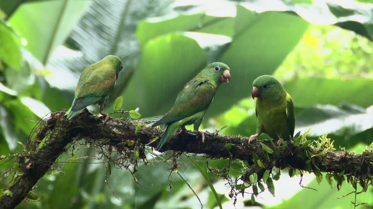Orange-chinned Parakeet three on a branch in rainforest while raining