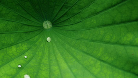 water drop scrolling on lotus leaf