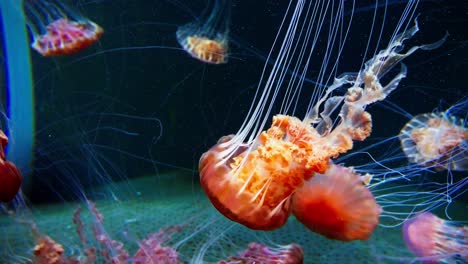 gran cantidad de medusas en tono rojizo en acuario-1