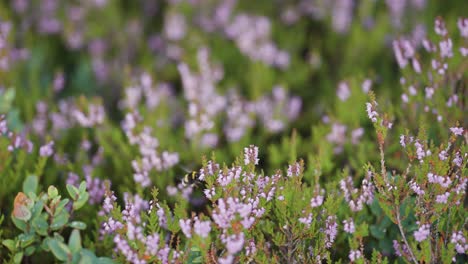 Eine-Nahaufnahme-Der-Hummel,-Die-Nektar-Von-Den-Zarten-Rosa-Heideblumen-Sammelt