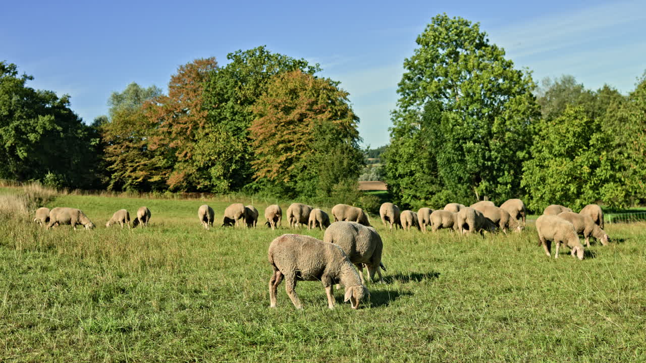 Un gregge di pecore pascola in un ampio campo verde. Pecore allevate all'aperto nella natura, che camminano e si godono l'aria fresca in un grande prato.