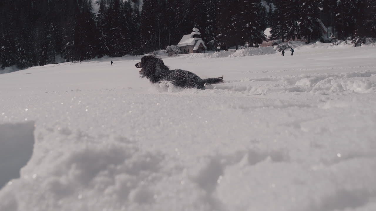 Lively spaniel plays in deep snow sparkling in sunshine, Lake Braies, Dolomites