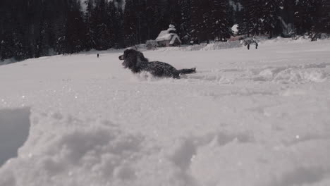 lively spaniel plays in deep snow sparkling in sunshine, lake braies, dolomites