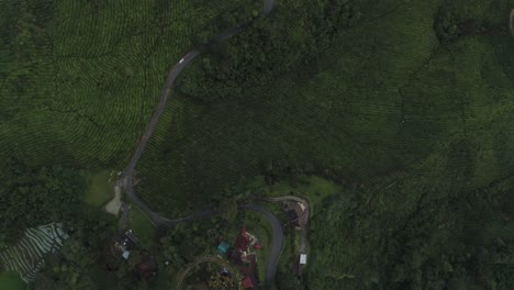 antena de arriba hacia abajo de la plantación de té verde en las tierras altas de malasia