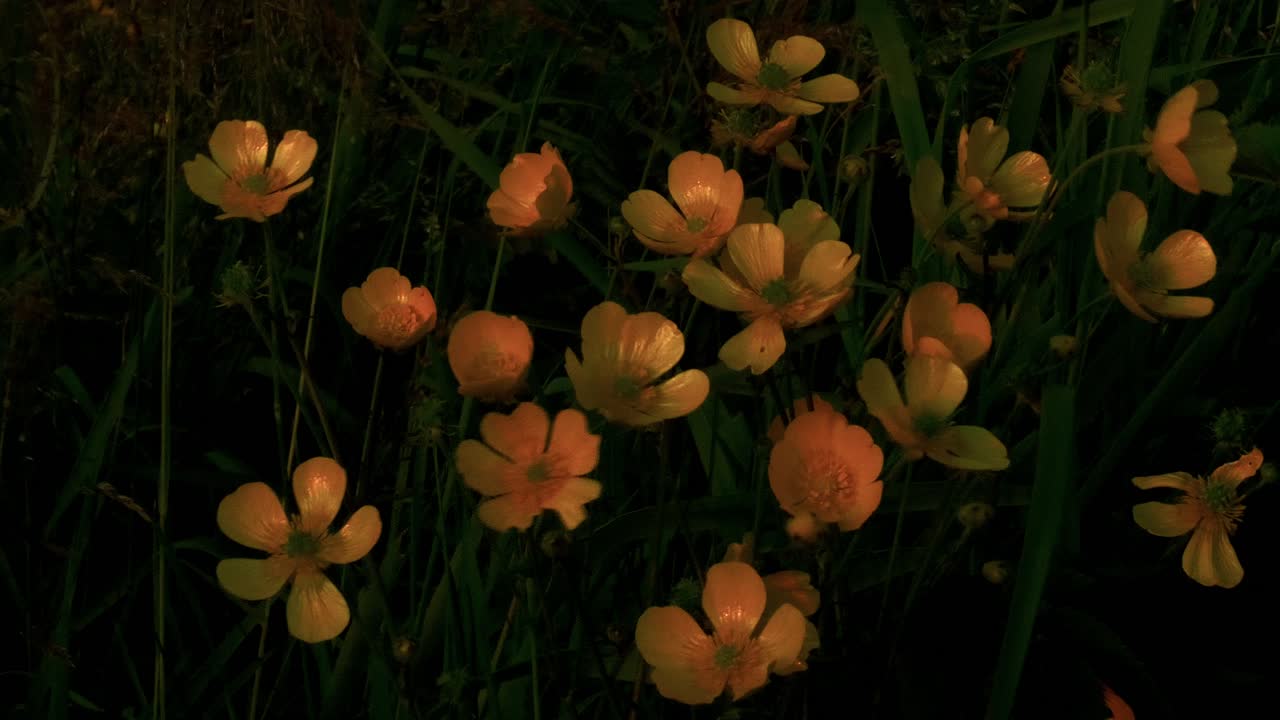 Buttercup flowers (beautiful) on a windy summer night reflect the midnight sun. Lofoten Islands, Northern Norway
