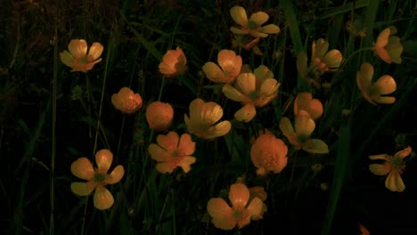 buttercup flowers (beautiful) on a windy summer night reflect the midnight sun. lofoten islands, northern norway