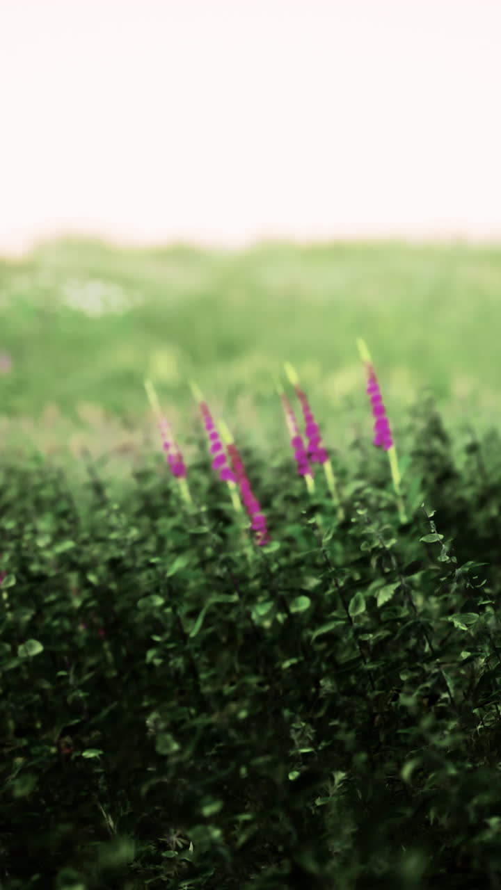 flores púrpuras en un campo