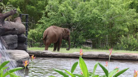 a serene walk of an elephant by water