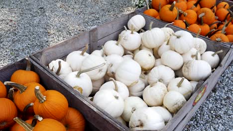 Orange-and-white-pumpkins-in-wooden-bins