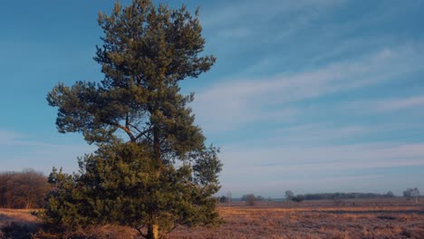 Baum-Gegen-Blauen-Himmel-Mit-Leerer-Schotterstraße-Zwischen-Ackerland-Während-Des-Sonnigen-Morgens