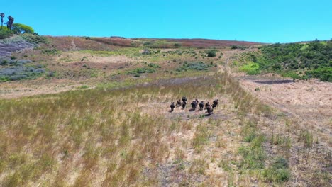 Antenne-über-Rinderherde,-Die-Auf-Einer-Ranch-In-Den-Santa-Ynez-Bergen-Läuft-Gaviota-Santa-Barbara-Kalifornien-Ca