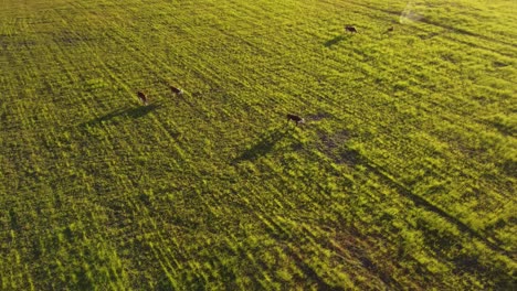 free cows grazing in green fields