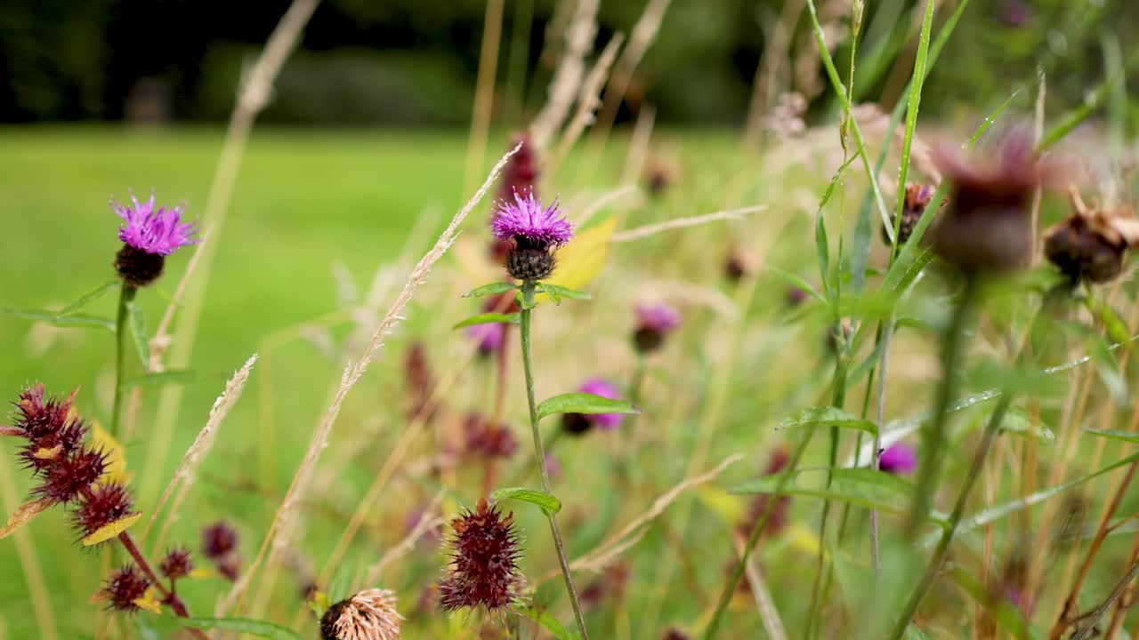 los cardo de leche se balancean en un campo escocés.