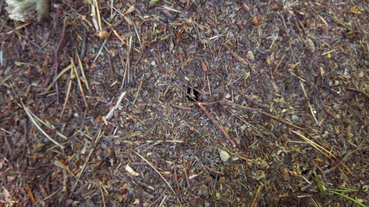 An anthill in the woods.