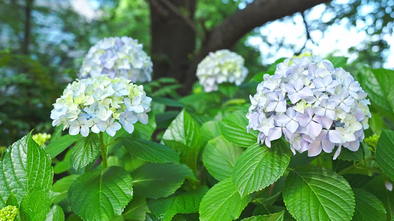 beautiful hydrangea in a park