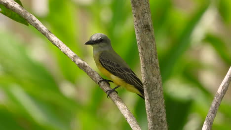 primer plano de pájaro rey comiendo un insecto en una rama de árbol