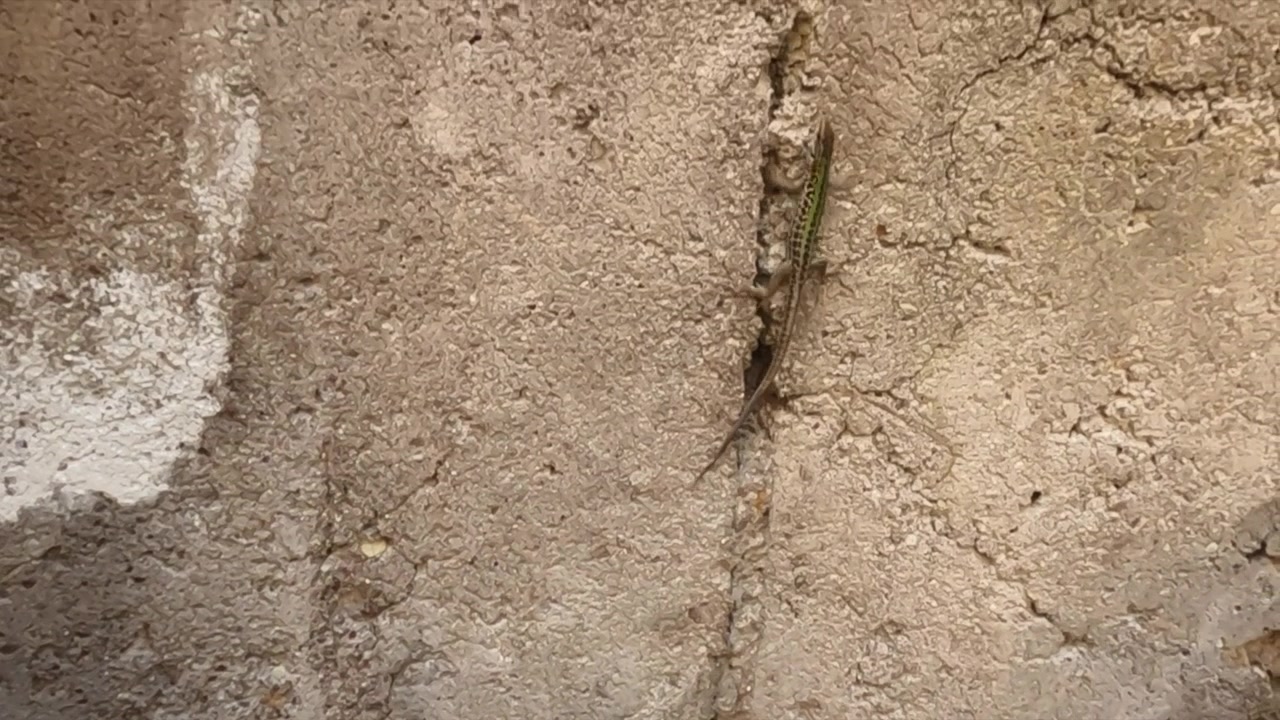 Una pequeña lagartija verde se aferra inmóvil a una pared de piedra travertino erosionada en la Villa de Adriano, Roma.