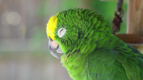 primer plano de un loro amazón coronado amarillo con una cabeza verde con un parche amarillo en la parte superior