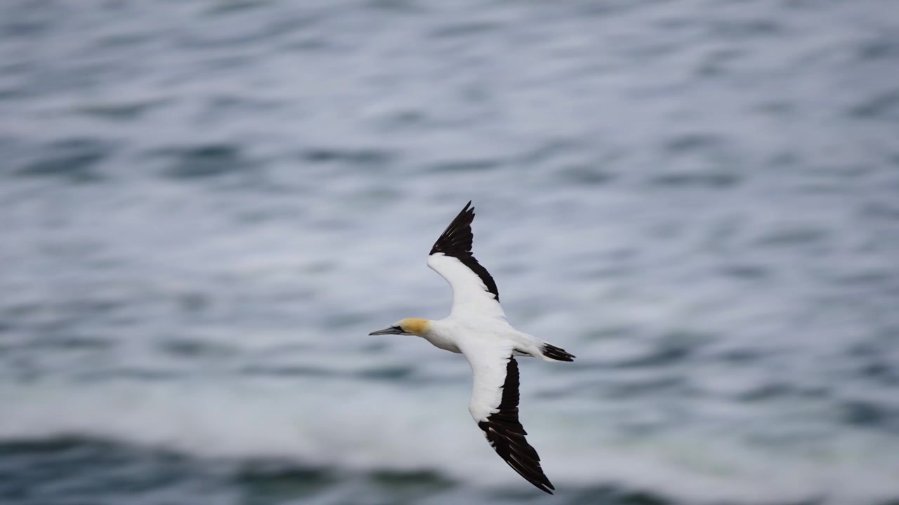 Australske suler (Morus serrator) flyver lavt og til sidst ud af syne over havet ved New Zealands kyst