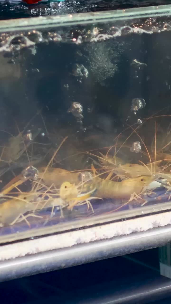 은 물 크 에서 수영 하는 새