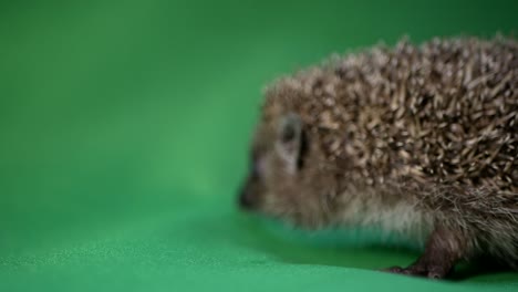 3d animation showing the anatomy of a hedgehog, highlighting its body structure, organs, and unique features