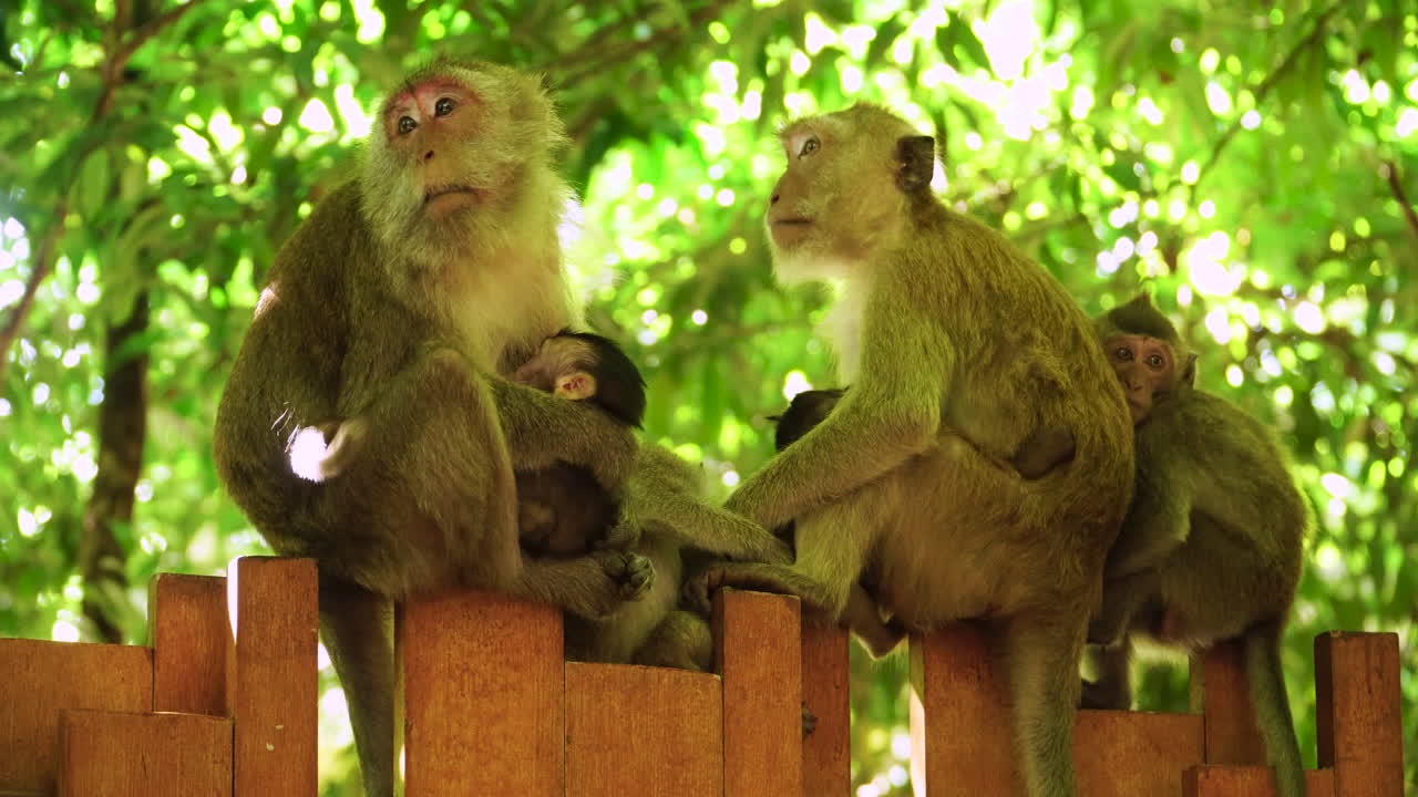 familia de monos macacos en la valla