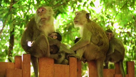 Macaque-Monkey-family-on-the-fence