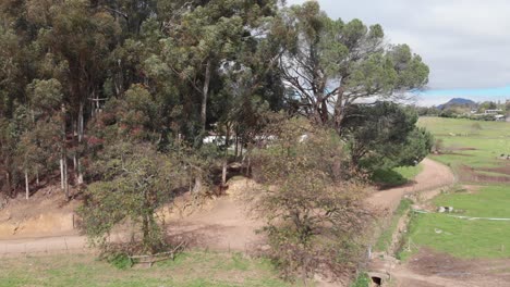 un dron se eleva rápidamente desde el nivel del suelo para revelar la parte superior de un bosque.