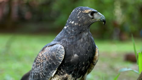 the black-chested buzzard-eagle