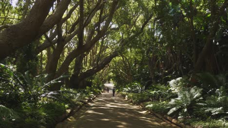 tourist visitors walk sun dappled tree-lined path, kirstenbosch garden