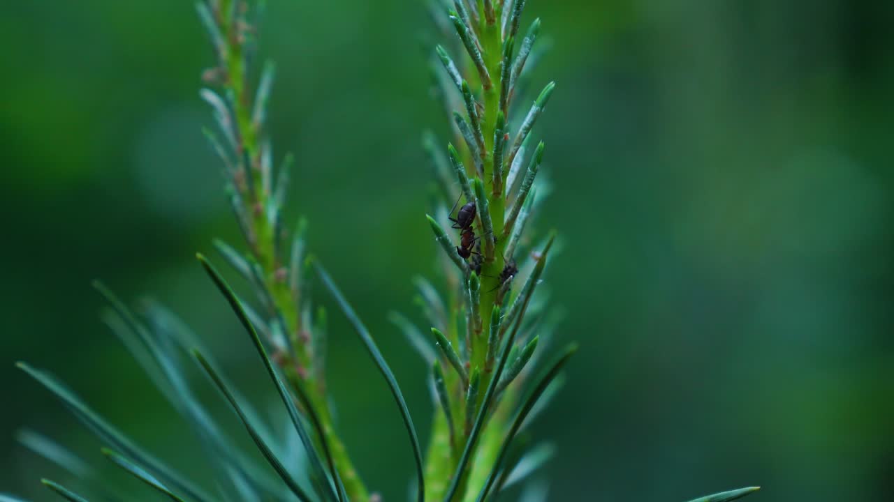 tiro macro de la escalada de hormigas salvajes en la rama de abeto verde en el bosque