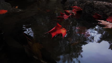 red maple leaf drops to water surface and floats toward camera, slow motion low angle medium shot